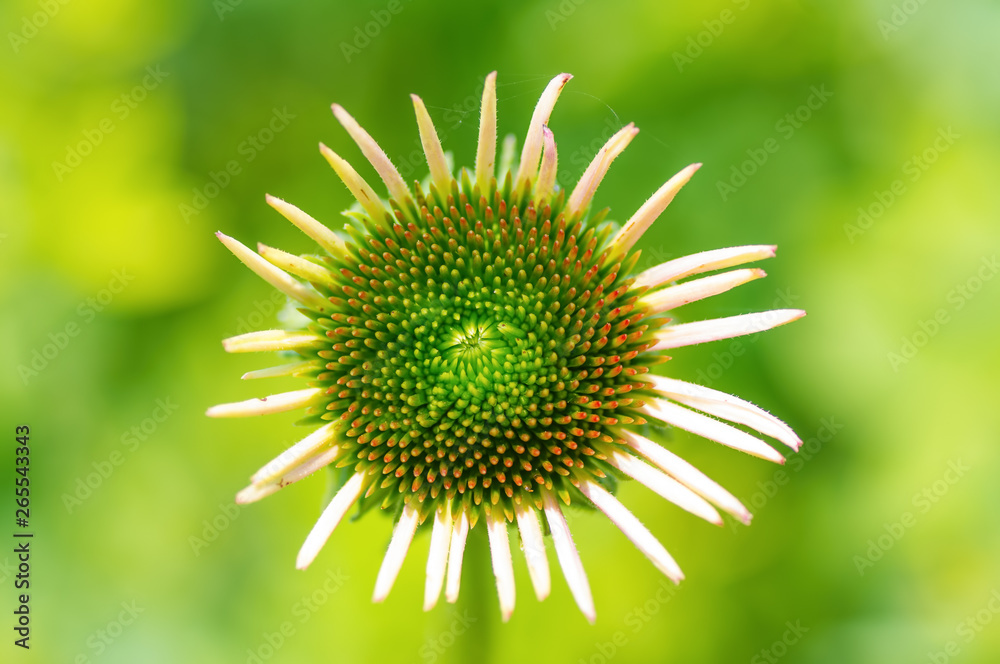 Cone flower with inner pedals beginning to blossom I believe - isolated with smooth green background / bokeh Cone flower with inner pedals beginning to blossom I believe - isolated with smooth green background / bokeh