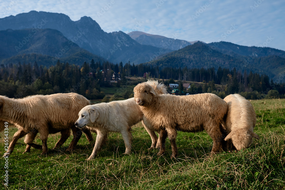 Dog and sheeps on a green hill, mountains as a background Dog and sheeps on a green hill, mountains as a background