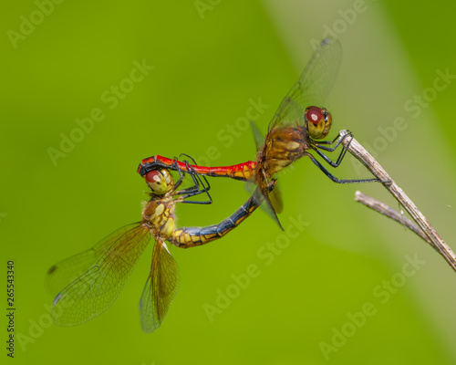 Pair of dragonflies perched and breeding on a twig taken near Minnehaha Falls in Minneapolis, Minnesota