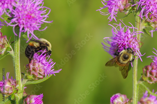 Furry cute bumble bees feeding and pollinating on what I believe is a purple rough blazing star flower - smooth green background - in Crex Meadows Wildlife Area in Northern Wisconsin