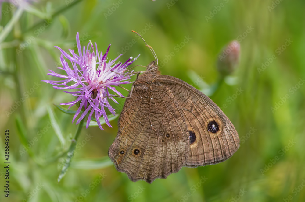 Obraz premium Common wood-nymph butterfly on purple wildflower in the grasslands of the Crex Meadows Wildlife Area in Northern Wisconsin