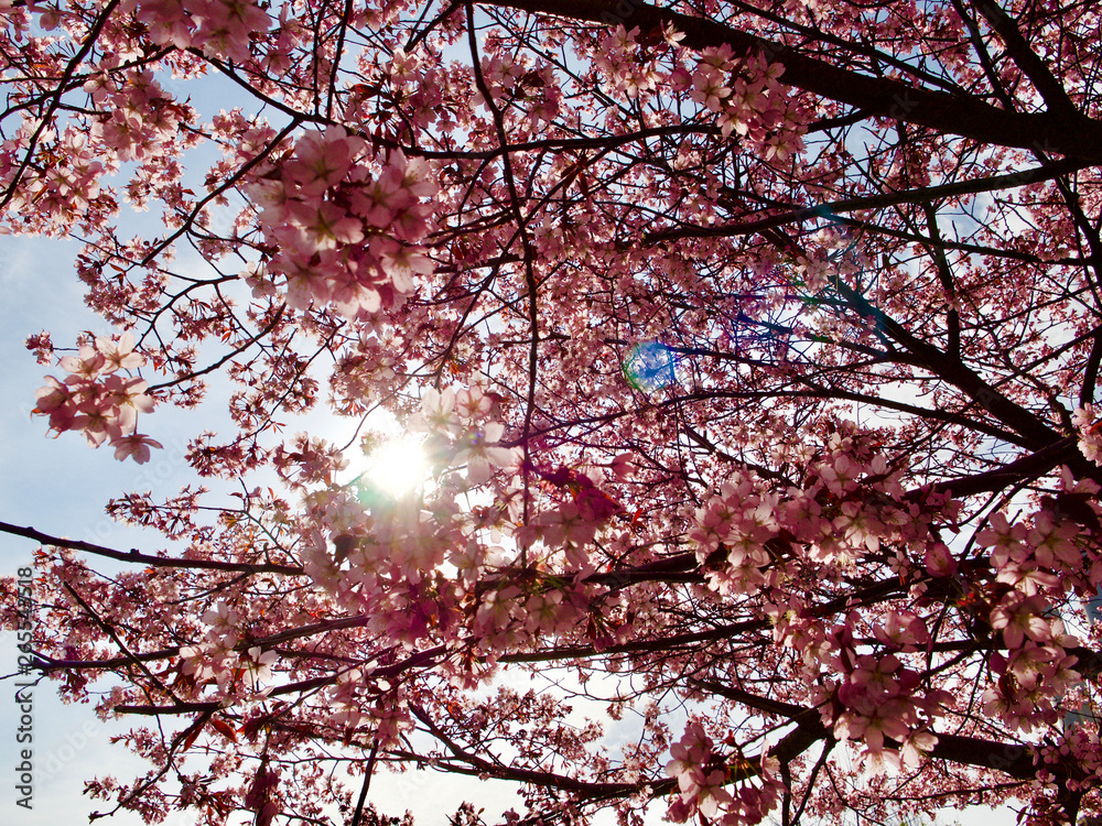 Beautiful cherry blossom sakura in spring time over blue sky in Helsinki, Finland, Europe Beautiful cherry blossom sakura in spring time over blue sky in Helsinki, Finland, Europe