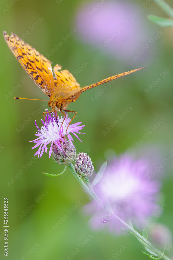 Closeup of fritillary species feeding and pollinating on a purple wildflower in the grasslands of the Crex Meadows Wildlife Area in Northern Wisconsin Closeup of fritillary species feeding and pollinating on a purple wildflower in the grasslands of the Crex Meadows Wildlife Area in Northern Wisconsin