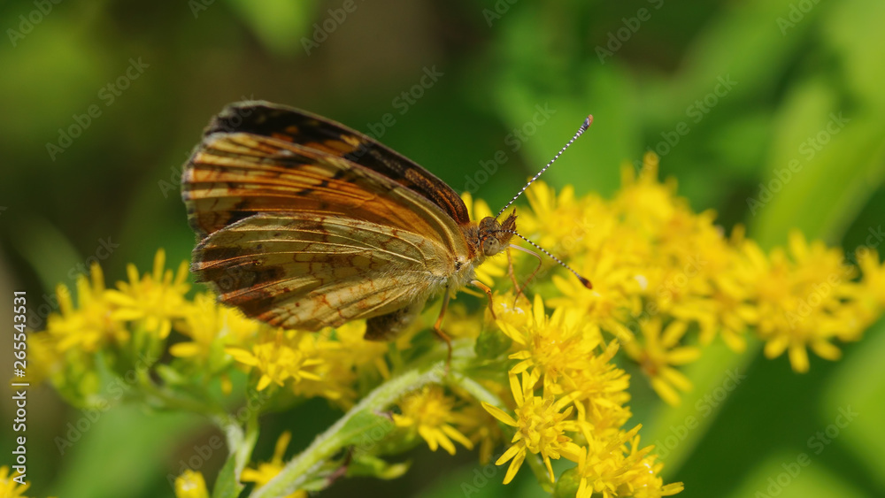Butterfly (possibly a crescent species) yellow goldenrod wildflower in the grasslands of the Crex Meadows Wildlife Area in Northern Wisconsin Butterfly (possibly a crescent species) yellow goldenrod wildflower in the grasslands of the Crex Meadows Wildlife Area in Northern Wisconsin