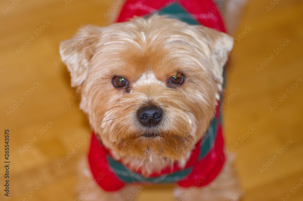 Cute portrait of a large yorkshire terrier playing in winter while wearing a Christmas sweater