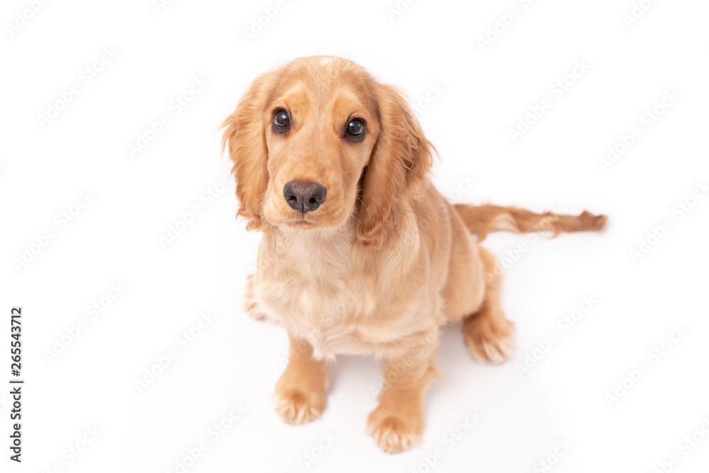 Cocker Spaniel 3 month old puppy isolated on white background