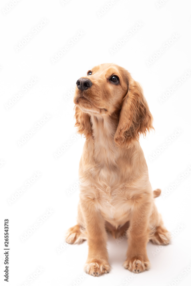 Cocker Spaniel 3 month old puppy isolated on white background