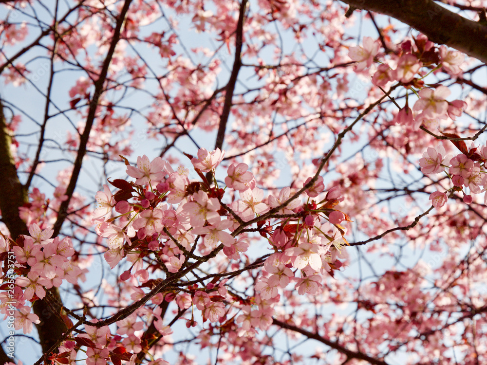 Beautiful cherry blossom sakura in spring time over blue sky in Helsinki, Finland, Europe Beautiful cherry blossom sakura in spring time over blue sky in Helsinki, Finland, Europe