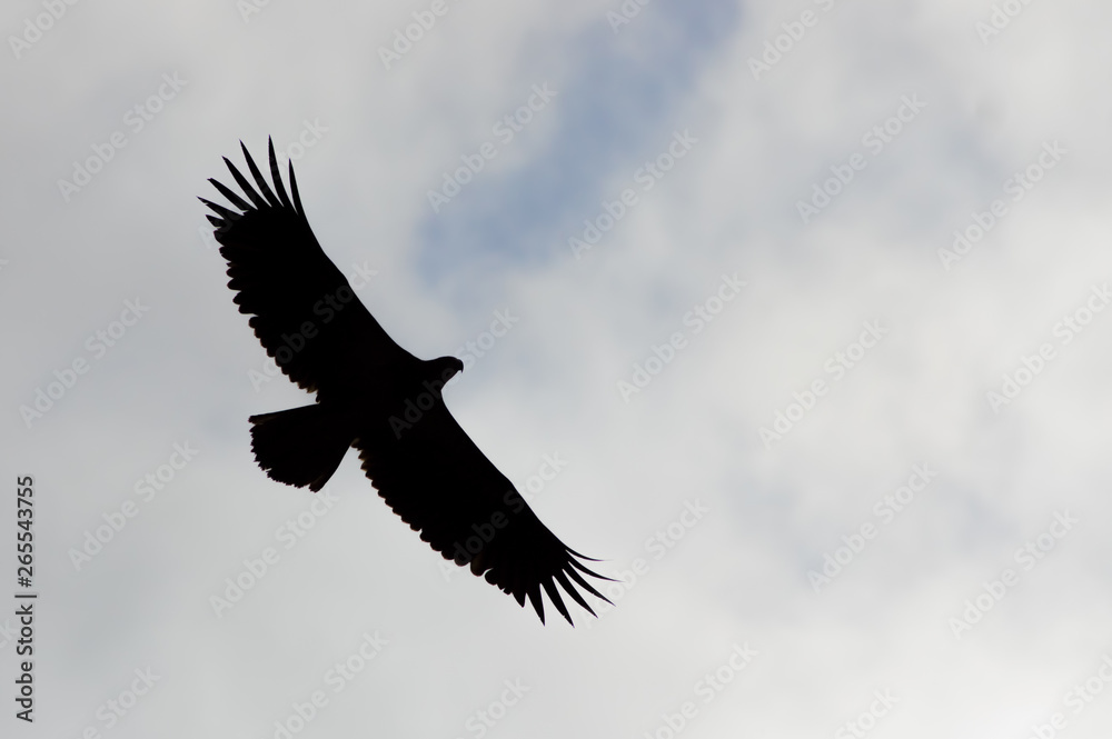 Obraz premium Silhouette of isolated bald eagle with overcast cloudy sky in background - taken at the Crex Meadows Wildlife Area in Northern Wisconsin