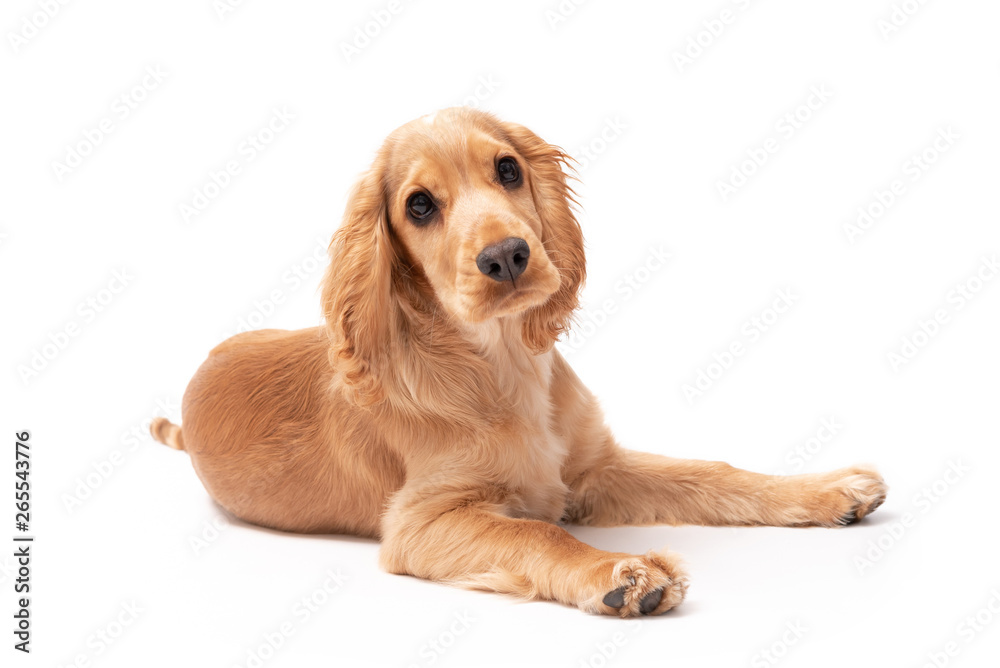 Cocker Spaniel 3 month old puppy isolated on white background Cocker Spaniel 3 month old puppy isolated on white background
