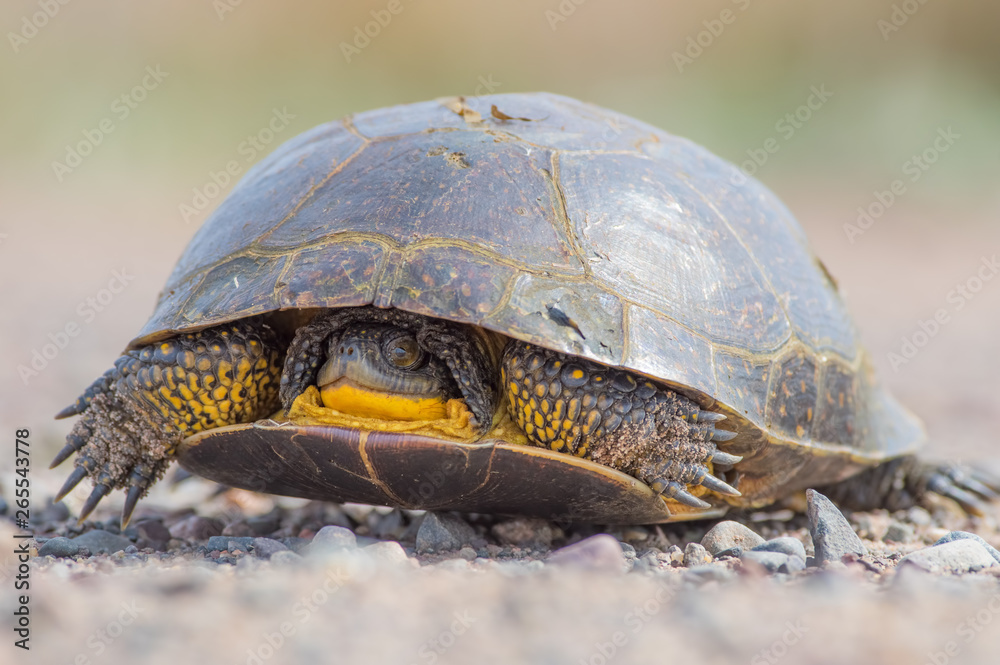 Fototapeta premium Blanding's Turtle on a dirt rural road in the Fish Lake Wildlife Area in Northern Wisconsin