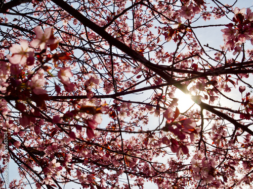 Beautiful cherry blossom sakura in spring time over blue sky in Helsinki  Finland  Europe