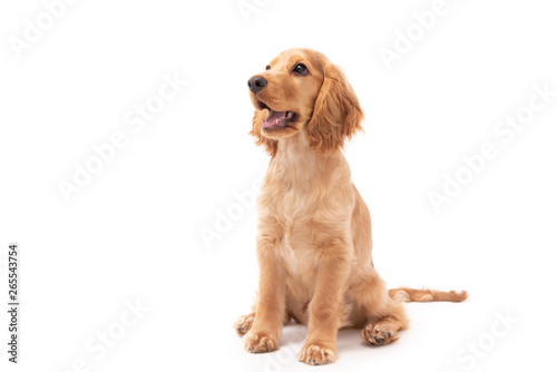 Cocker Spaniel 3 month old puppy isolated on white background