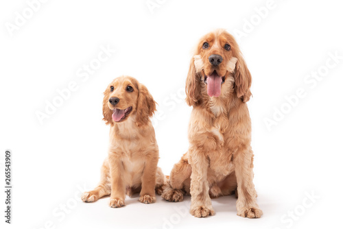 Cocker spaniel friends isolated on white background