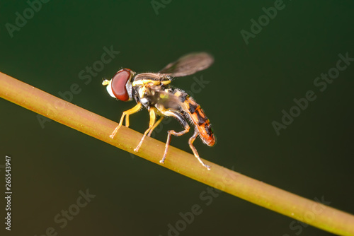 Flower fly species on plant stem - macro image with great detail of insect photo