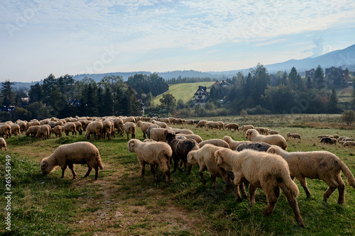 Fototapeta Naklejka Na Ścianę i Meble -  Sheeps on a green hill, mountains as a background