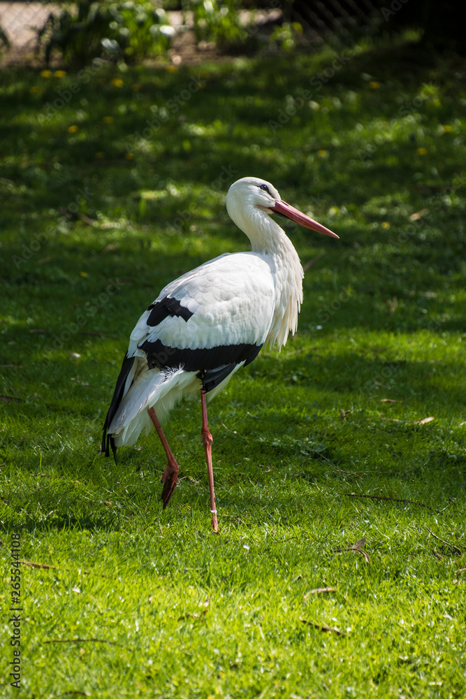 Fototapeta premium Stork in its natural habitat. White stork walking on a green meadow