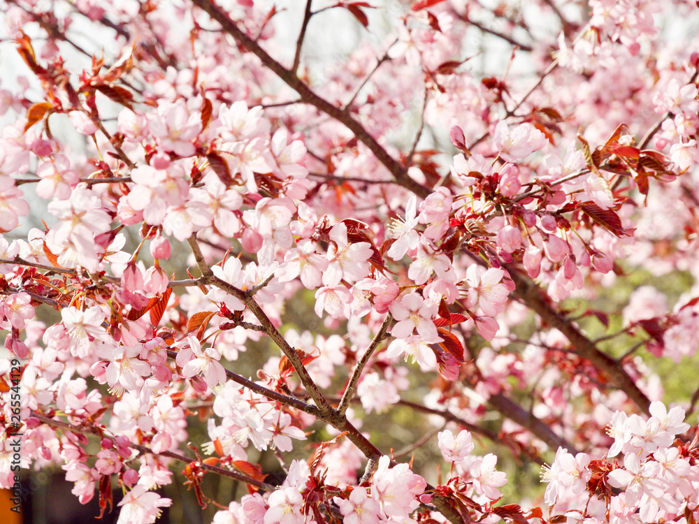 Beautiful cherry blossom sakura in spring time over blue sky in Helsinki, Finland, Europe