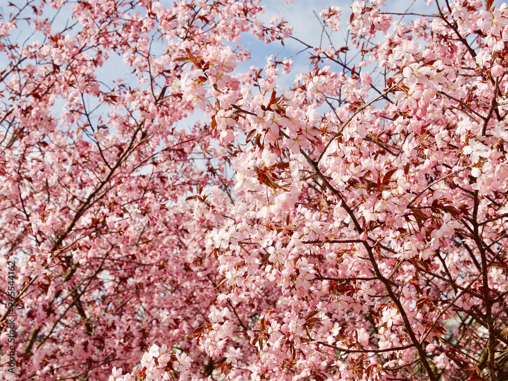 Beautiful cherry blossom sakura in spring time over blue sky in Helsinki, Finland, Europe Beautiful cherry blossom sakura in spring time over blue sky in Helsinki, Finland, Europe
