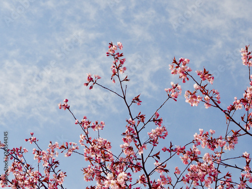 Beautiful cherry blossom sakura in spring time over blue sky in Helsinki, Finland, Europe
