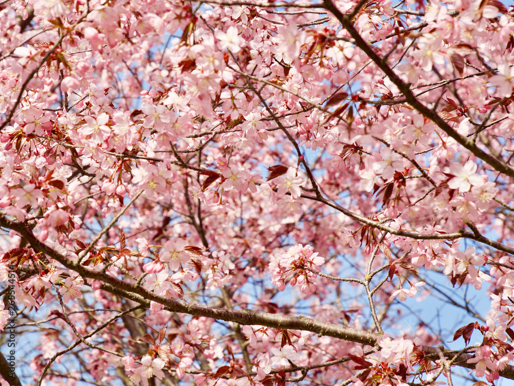 Beautiful cherry blossom sakura in spring time over blue sky in Helsinki, Finland, Europe
