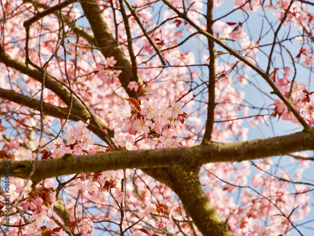 Beautiful cherry blossom sakura in spring time over blue sky in Helsinki, Finland, Europe Beautiful cherry blossom sakura in spring time over blue sky in Helsinki, Finland, Europe