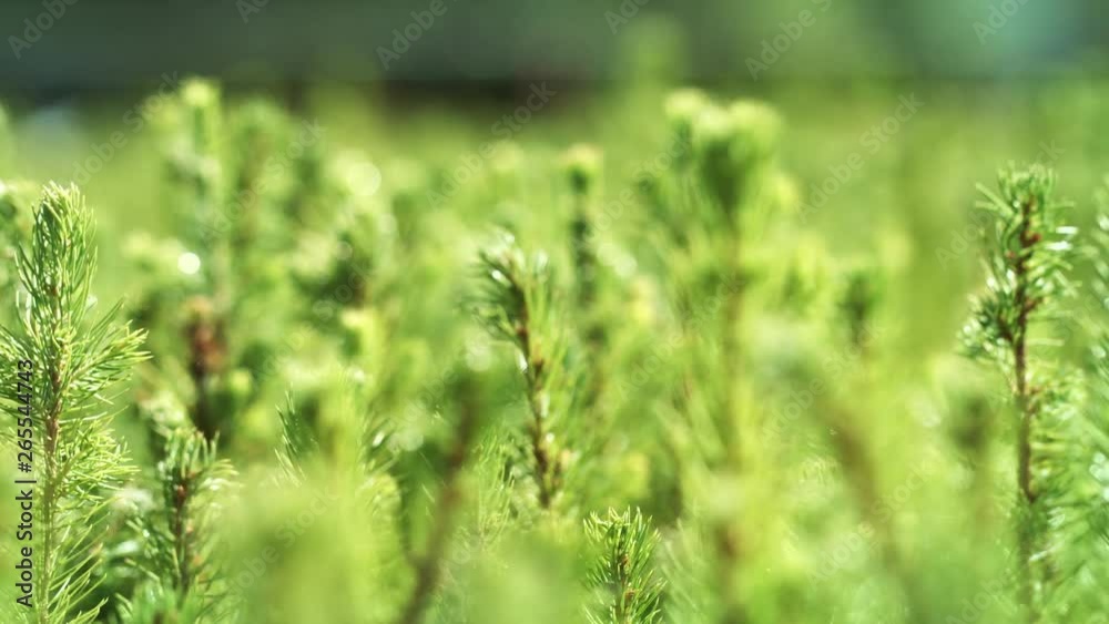 Cultivation of pine trees from seedlings grown from seeds. Growing pine Cultivation of pine trees from seedlings grown from seeds. Growing pine