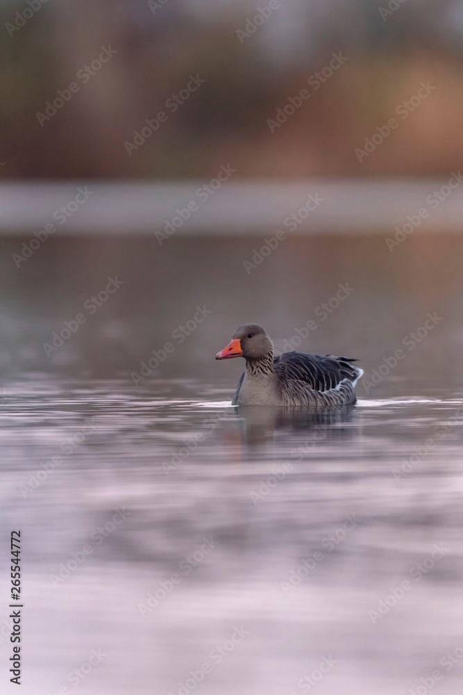 Greylag goose in lake at sunrise. Greylag goose in lake at sunrise.