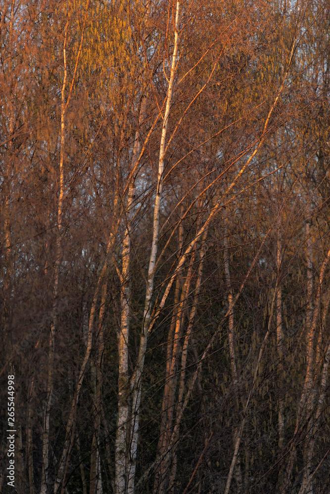 Birch trees in morning sunlight in early spring. Birch trees in morning sunlight in early spring.
