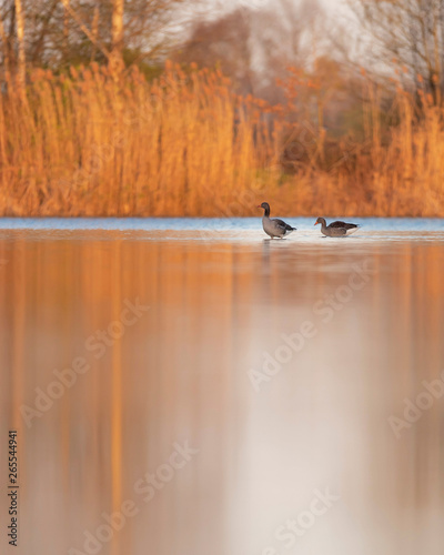 Two greylag geese in lake with reed at sunrise. Side view.