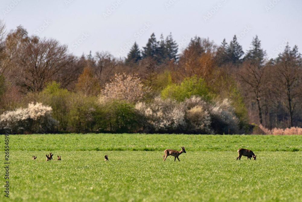 Group of roe deer in meadow grazing, resting and stretching. Group of roe deer in meadow grazing, resting and stretching.