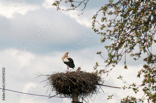 beautiful stork birds in the nest in the spring on a clear day