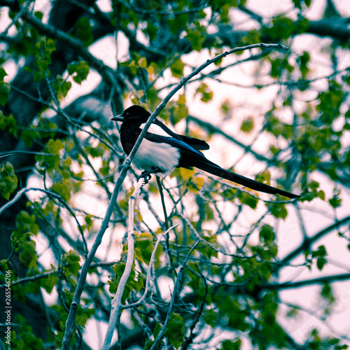 Magpie