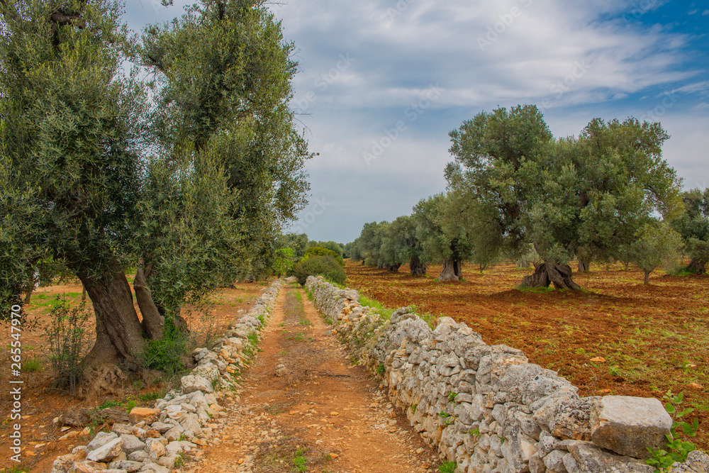 Rocky road across olive grove in southern Italy Rocky road across olive grove in southern Italy