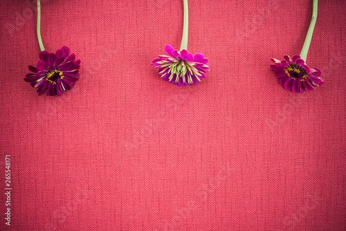 Three zinnias on deep red canvas with copy space