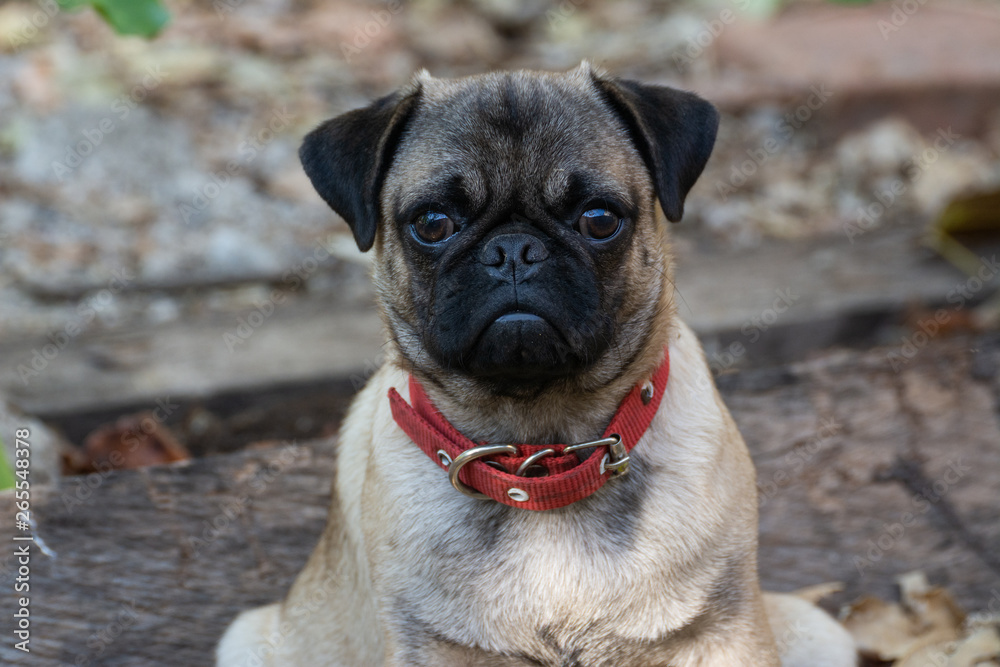 Obraz premium mascota