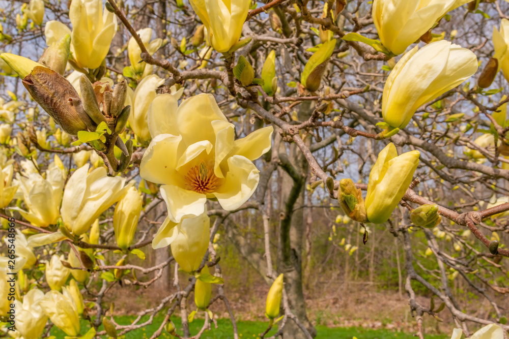Yellow magnolia blooms in forest