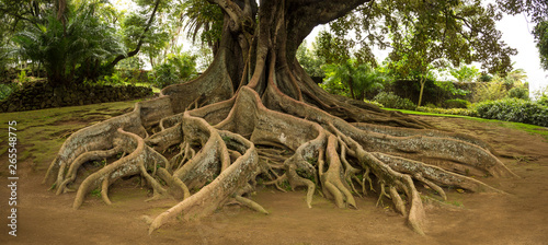 Elevated tree roots in park