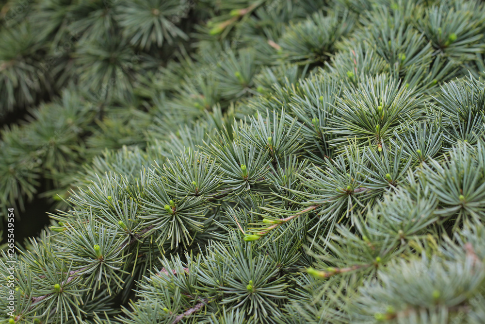 Coniferous background with cedar green branches and needles. Cedrus Atlantica.
