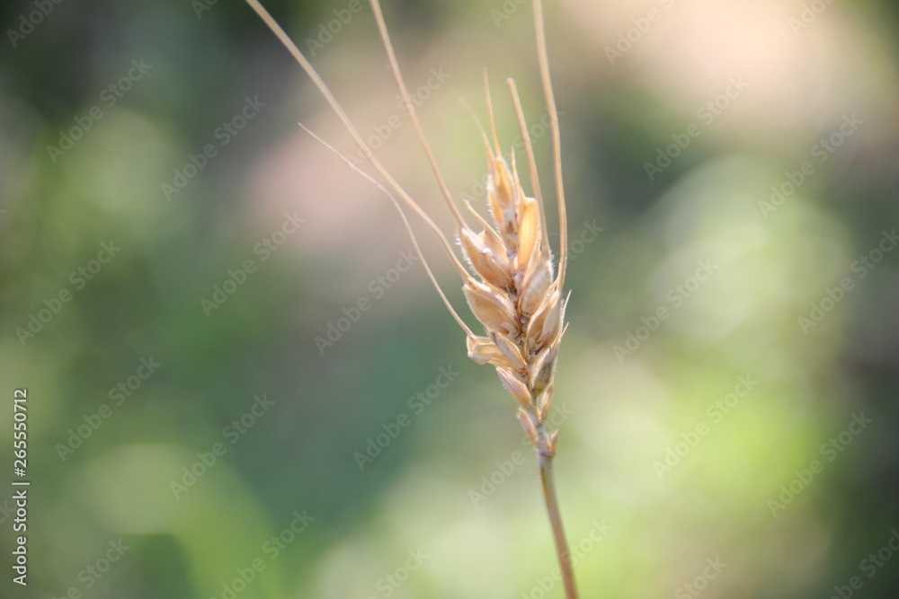 Obraz premium plant
