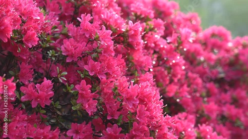 Tokyo,Japan-April 26, 2019: Red Azalea or Pentanthera or Tsutsuji after the rain in the morning sun photo