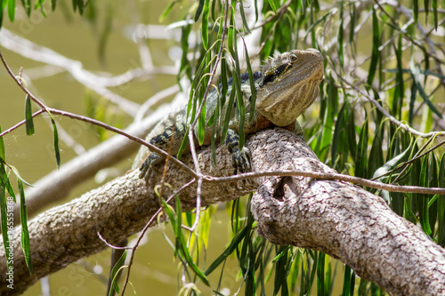waterdragon on a branch