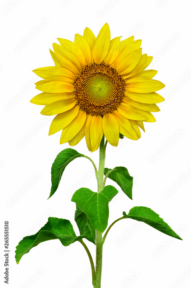 Sunflower in high resolution image isolated in white background Sunflower in high resolution image isolated in white background