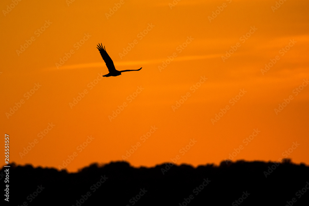Marsh harrier in flight on a sunset.