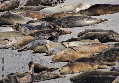 Seals on Monterey Beach