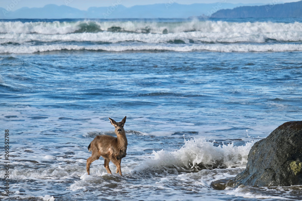 Wild deer on the beach playing in waves. Pacific coast. Olympic peninsula. Olympic National Park. Washington. United States of America