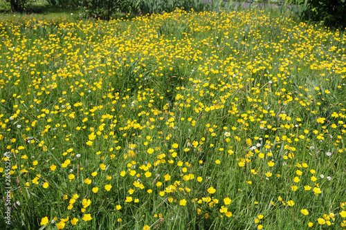 Yellow Buttercup Wildflowers in meadow. A field of wildflowers in spring