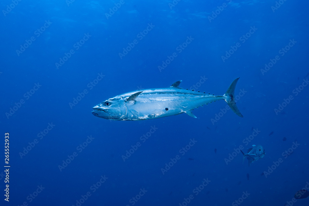 Dogtooth Tuna Gymnosarda unicolor