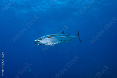 Dogtooth Tuna Gymnosarda unicolor