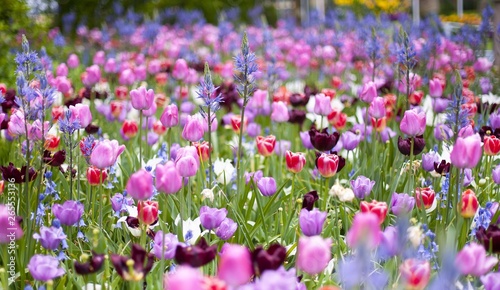 Colorful spring tulips and flowers at Keukenhof Gardens Netherlands 